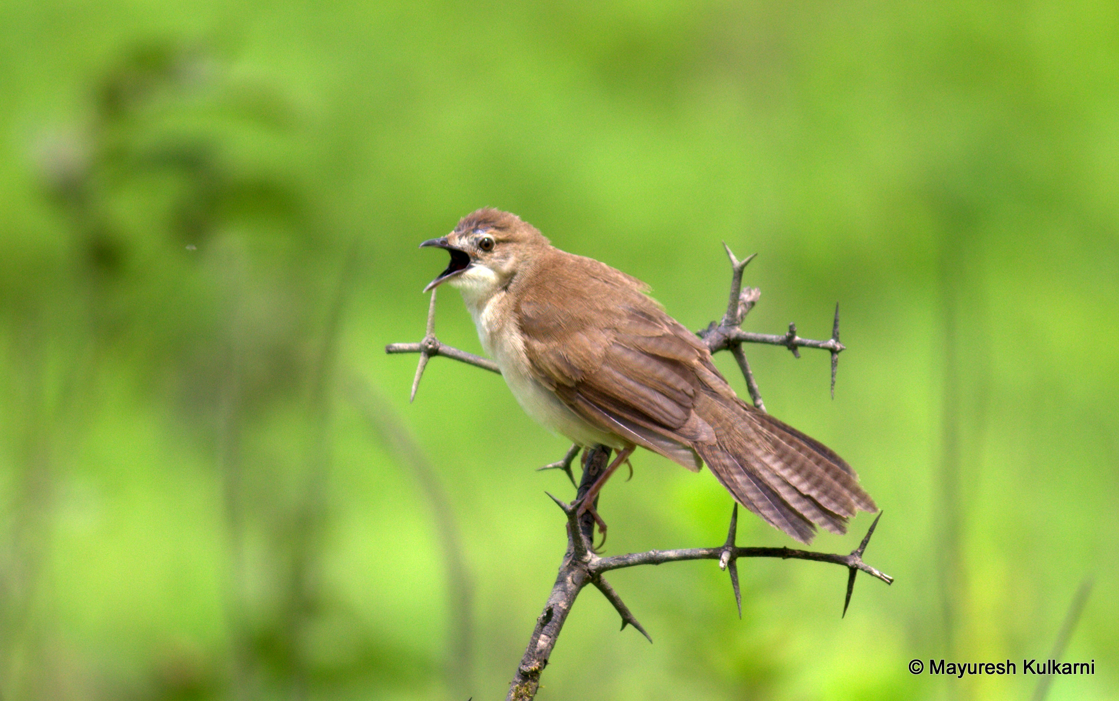 Broad-tailed Grassbird